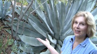 What You MUST Know About Century Plants Agave americana [upl. by Arabella]