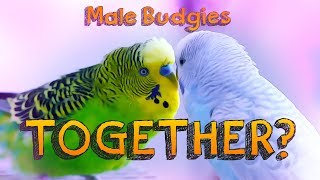 Can Male Budgerigars live together [upl. by Godbeare]