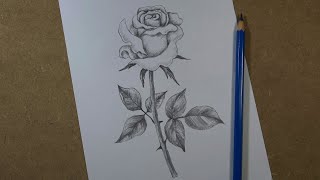 How to draw a realistic rose step by step  Pencil [upl. by Denoting]