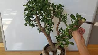 Large Jade plant Crazy Drastic pruning for better structure [upl. by Nahtaoj]