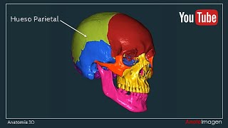 Anatomía 3D Huesos del Cráneo  Anato Imagen [upl. by Nereus]