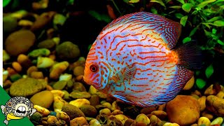 Discus Fish Care Guide FOR BEGINNERS [upl. by Mungovan]