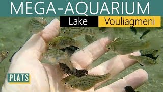 AQUARIUMMega VOULIAGMENI lake [upl. by Nylarac238]