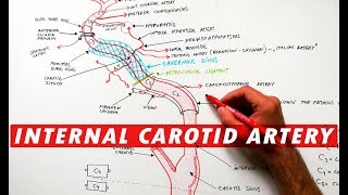 Internal Carotid Artery  Segments amp Branches [upl. by Noraed]