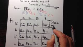 Dihybrid Crosses using a Punnett Square [upl. by Katherina]