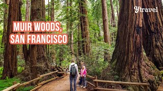 San Francisco with Kids Exploring Muir Woods  Cable Car ride [upl. by Irolam]