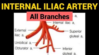 Internal Iliac Artery  Branches amp Mneumonics [upl. by Sclar]