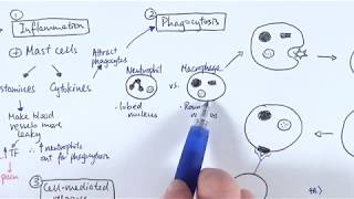 AS Biology  Immune response OVERVIEW OCR A Chapter 1256 [upl. by Eldora]