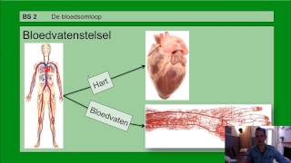 VMBO HAVO 2  Bloedsomloop  Basisstof 2 De bloedsomloop [upl. by Barker]