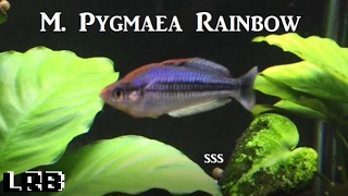 SSS Ep 5 Melanotaenia Pygmaea Rainbowfish [upl. by Sidoma]