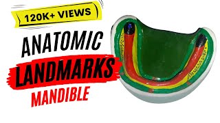 Anatomic landmarks in the mandible [upl. by Anitnoc]