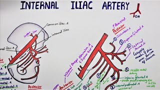 Internal Iliac Artery  Hypogastric Artery [upl. by Amre983]