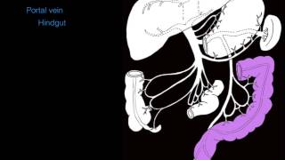 Hepatic portal system [upl. by Jehias]