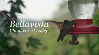 Bellavista Cloud Forest Lodge Ecuador [upl. by Eniamert86]