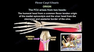 Flexor Carpi Ulnaris  Everything You Need To Know  Dr Nabil Ebraheim [upl. by Doolittle932]