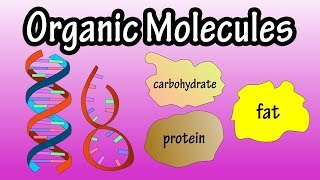 Major Groups Of Organic Molecules  What Are Organic Molecules  The Molecules Of Life [upl. by Demeyer646]