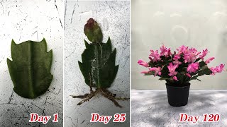 How to grow a Christmas Cactus from cuttings fast and easy [upl. by Demmer]