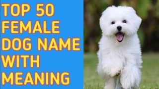 TOP 50 Most Popular Female Dog Names With Meaning  Reine O [upl. by Lenard]