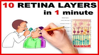 Retinal Layers in 1 minute  Mnemonic series  13 [upl. by Virgil]