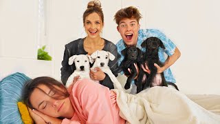 SURPRISING BESTFRIEND WITH PUPPIES [upl. by Alastair]