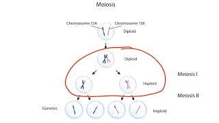 Imprinting and Uniparental Disomy for the USMLE Step 1 [upl. by Nnylsoj]