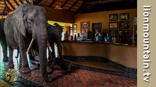 The Elephants that came to dinner 🐘🐘🐘  Mfuwe Lodge Zambia [upl. by Nylakcaj100]