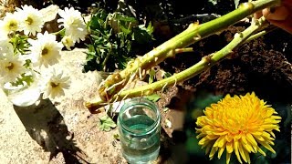 How to grow Chrysanthemums from cutting very easy [upl. by Hort998]