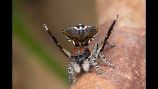 Peacock Spider 21 Maratus trigonus [upl. by Mirelle]