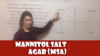 Mannitol Salt Agar MSA [upl. by Adnert308]