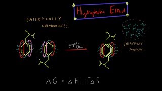 The Hydrophobic Effect and Entropy Biochemistry MADE SUPER SIMPLE [upl. by Zorina437]