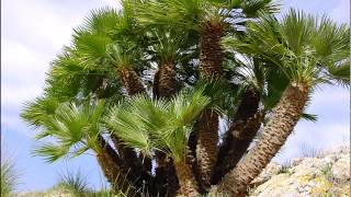 Chamaerops humilis [upl. by Politi]