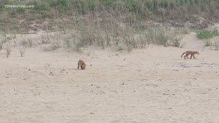 Foxes on the beach Wildlife expert explains red fox kits at Ocean View [upl. by Luapnaej]