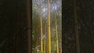 Phyllostachys Aureosulcata Spectabilis [upl. by Eerrahs]