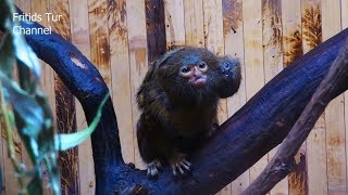 Baby Pygmy Marmoset Monkeys [upl. by Kessia]