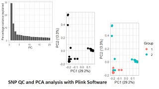 SNP quality control and PCA analysis with Plink Software in RStudio [upl. by Eugene79]