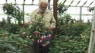 Fuchsia Standards Galore [upl. by Corell]