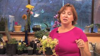 Flower Gardens  How to Grow Sweet Woodruff Galium Odoratum [upl. by Ennahtur]