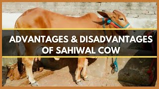 ADVANTAGES AND DISADVANTAGES OF SAHIWAL COW  SAHIWAL CATTLE  SAHIWAL BREED [upl. by Yelsiap]