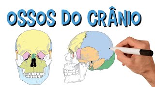 ✅ CRÂNIO OSSOS DA CABEÇA EM 2 MINUTOS [upl. by Jollenta]