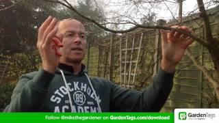 How To Prune Acer Trees [upl. by Wyatan]