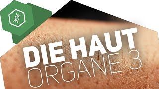 Die Haut – Organe des Menschen [upl. by Znerol144]