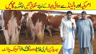 Rasul Cattle Farm  Big Cattle Farming in pakistan  Modern Cow Dairy Farm  Cow Milking Technology [upl. by Anirbas]