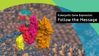 Eukaryotic gene expression following the message [upl. by Enattirb]