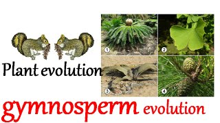 Plant evolution  gymnosperm evolution [upl. by Filbert]