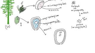 Gymnosperm Life Cycle [upl. by Pernas]