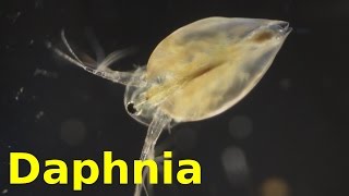 Daphnia [upl. by Kopple]