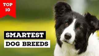 Top 10 Smartest Dog Breeds in the World [upl. by Mila269]