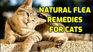 Cat Flea Treatment 10 Natural Ways [upl. by Eniliuqcaj842]