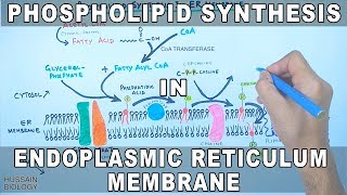 Phospholipid Synthesis in Endoplasmic Reticulum Membrane [upl. by Hedwig]