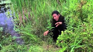 7Song talks about Blue Vervain Verbena hastata [upl. by Friedland]